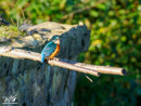 Kingfisher - Zimorodek